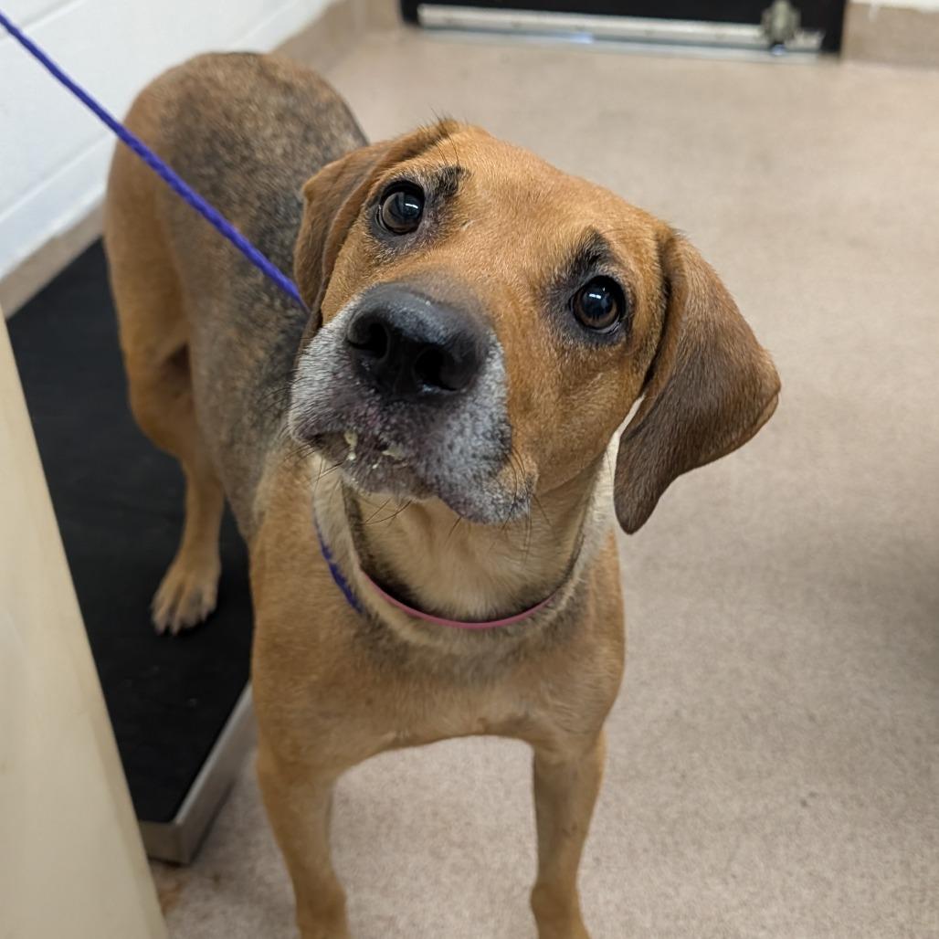 Hazelnut, Adoptable, Adult Female Mixed Breed.