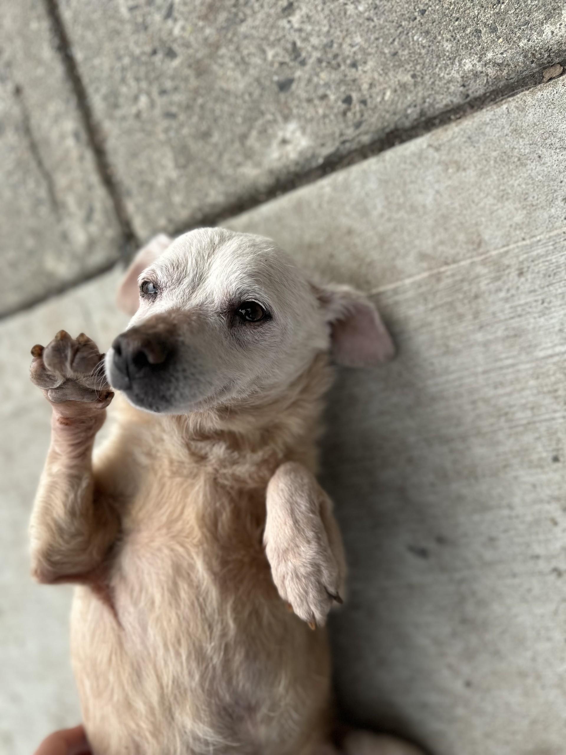 Pumpkin, adopted, Senior Female Chihuahua.