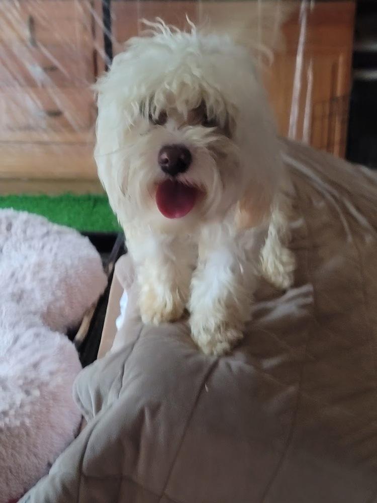 Noki, Adopted, Puppy Male Maltese.