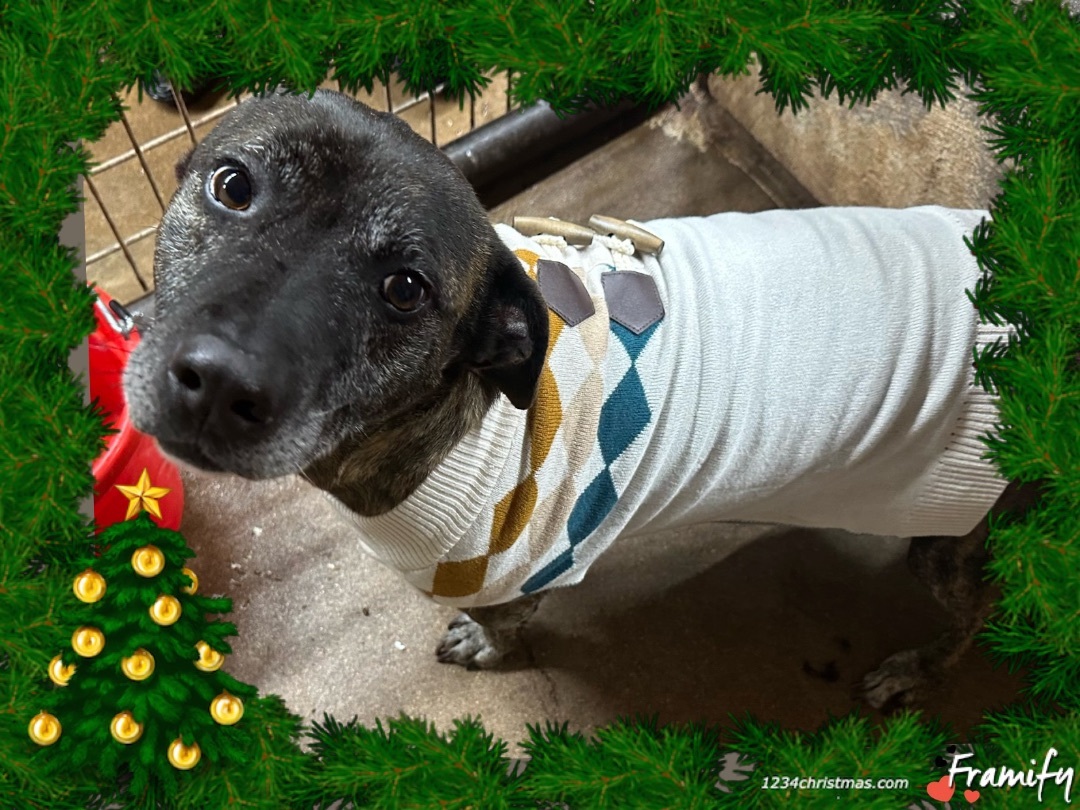 Enlarge Squat, a Adoptable mixed breed in Henrietta, TX image 4/4