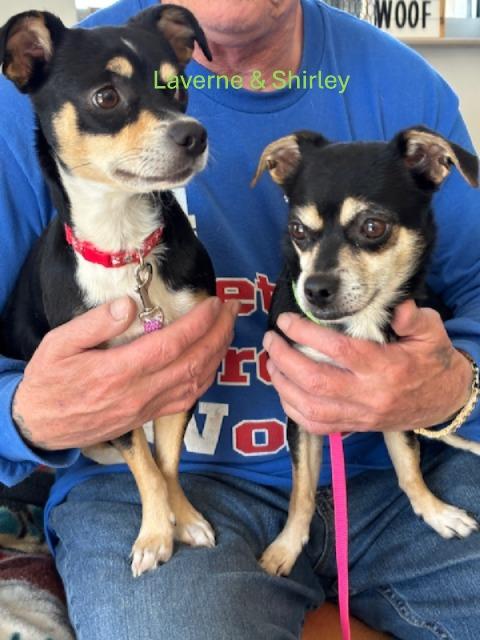 Shirley, a ADOPTABLE mixed breed in Benbrook, TX image 1/2