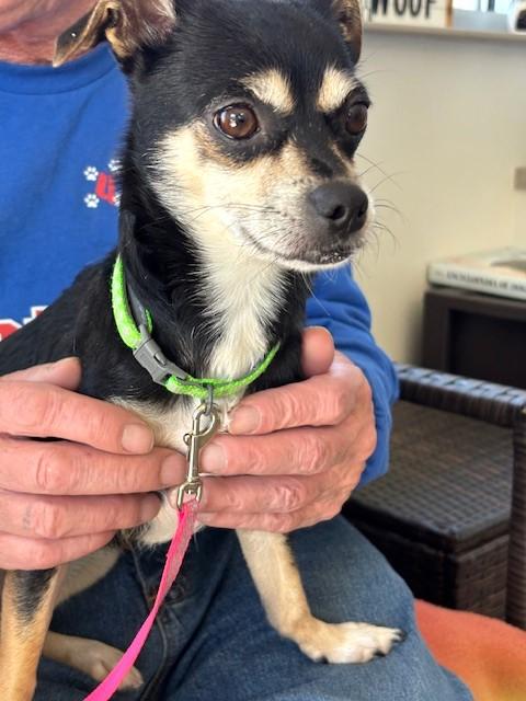 Shirley, a ADOPTABLE mixed breed in Benbrook, TX image 2/2