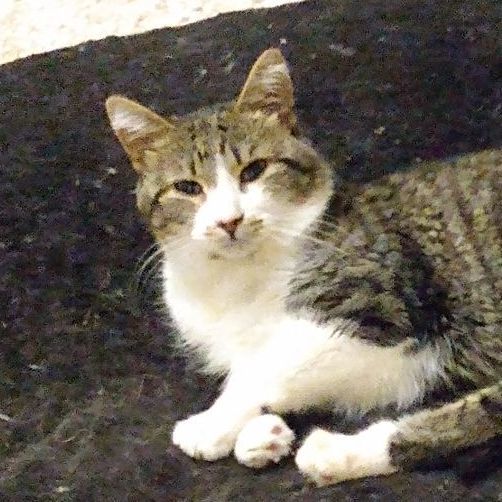 Tom - paralyzed , a Adopted Domestic Short Hair in Keego Harbor, MI image 1/5