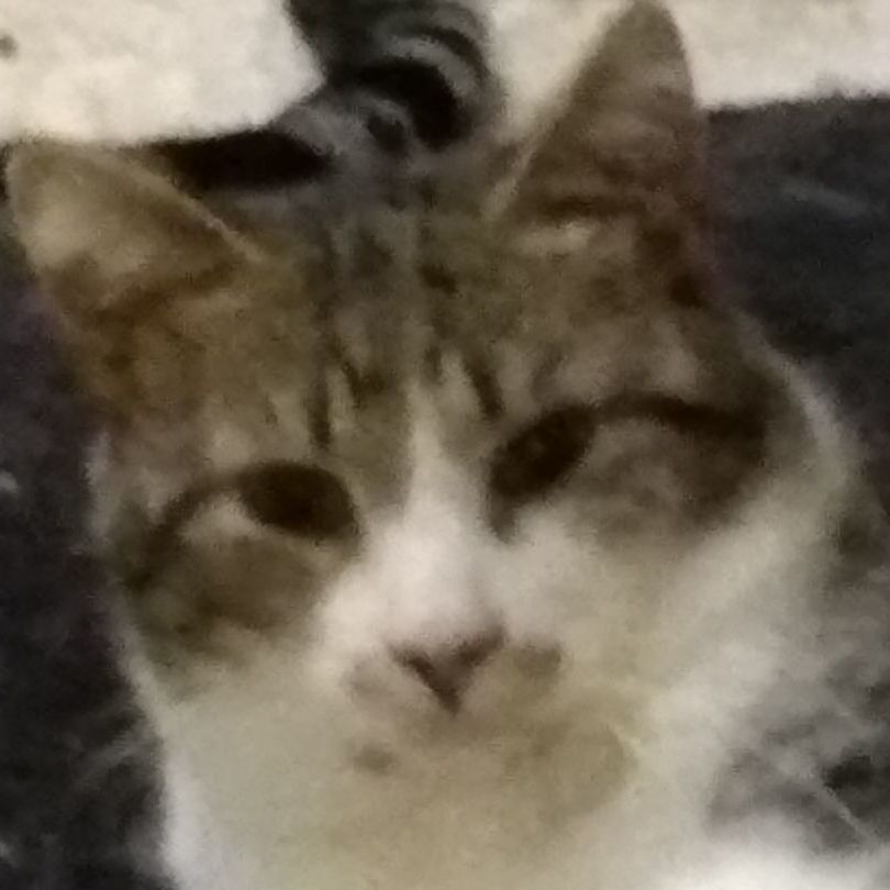 Tom - paralyzed , a Adopted Domestic Short Hair in Keego Harbor, MI image 2/5