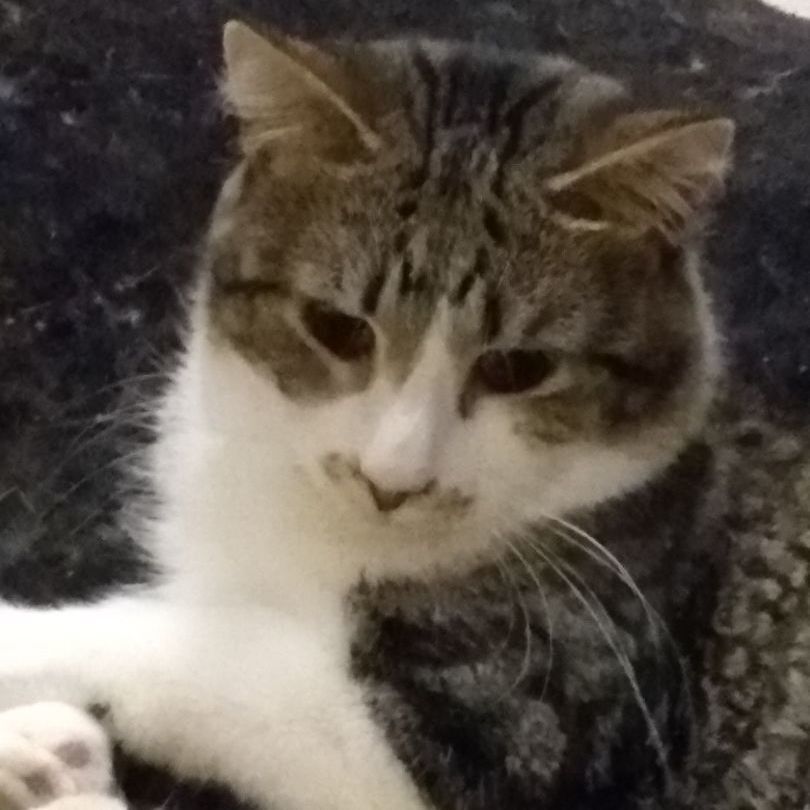 Tom - paralyzed , a Adopted Domestic Short Hair in Keego Harbor, MI image 3/5