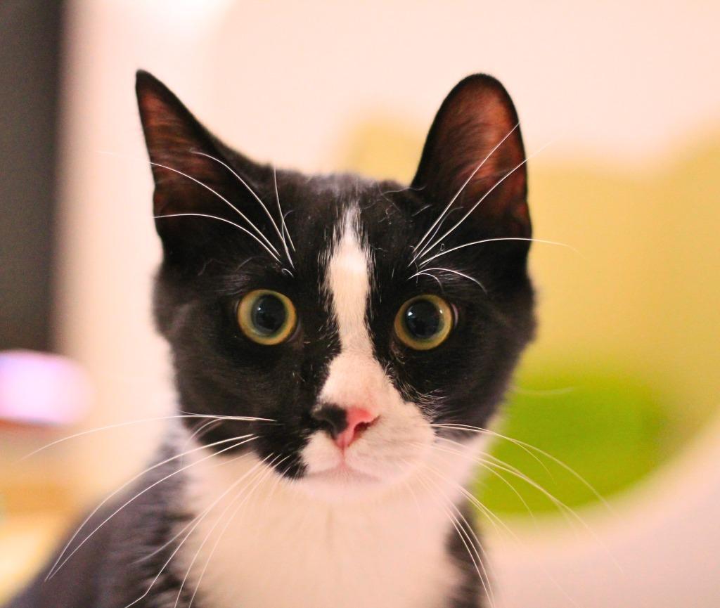 Enlarge Francois, a Adoptable mixed breed in Utica, MI image 1/3