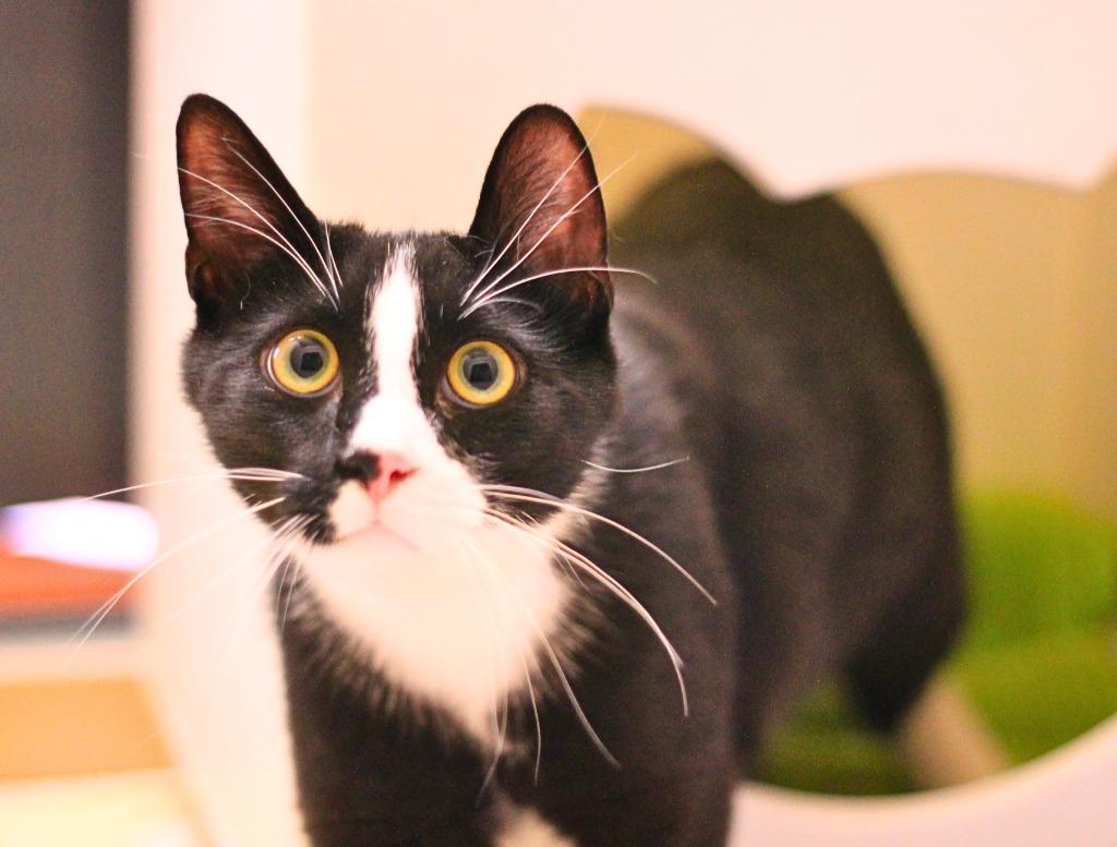 Enlarge Francois, a Adoptable mixed breed in Utica, MI image 2/3