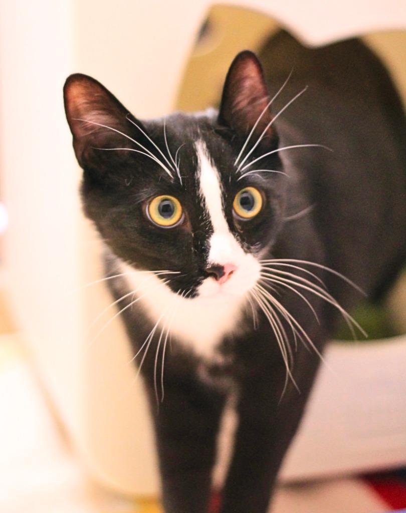 Enlarge Francois, a Adoptable mixed breed in Utica, MI image 3/3