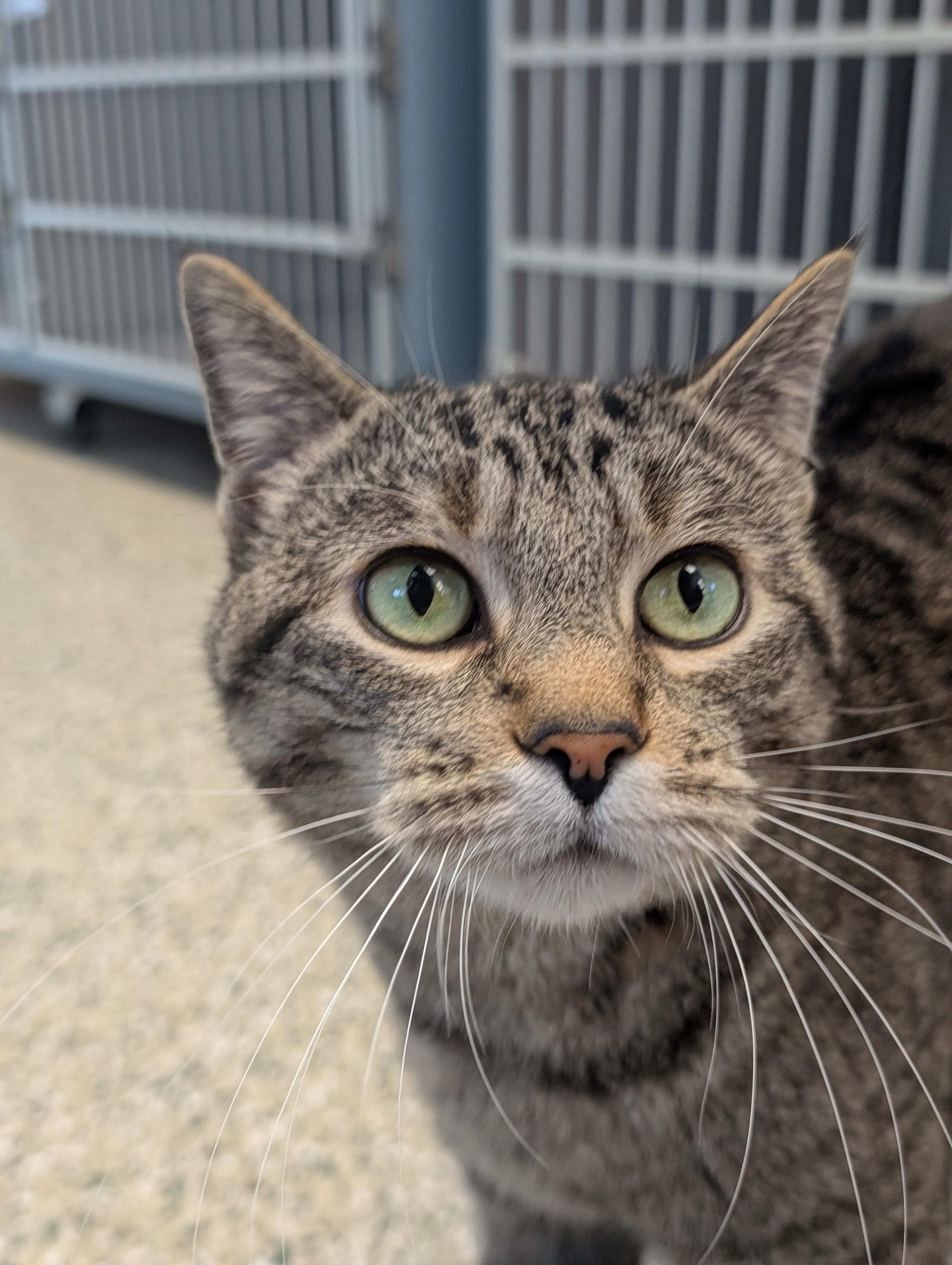 Lou, Adoptable, Adult Male Domestic Short Hair.
