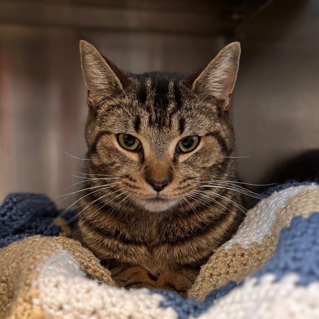 Enlarge Bobbi, a Adoptable Domestic Short Hair in Nashville, IN image 2/6