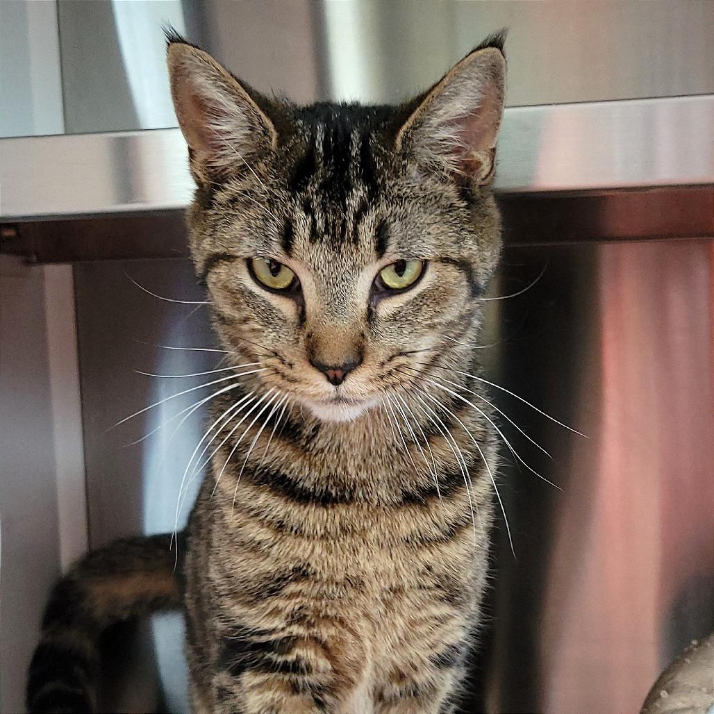 Enlarge Bobbi, a Adoptable Domestic Short Hair in Nashville, IN image 4/6