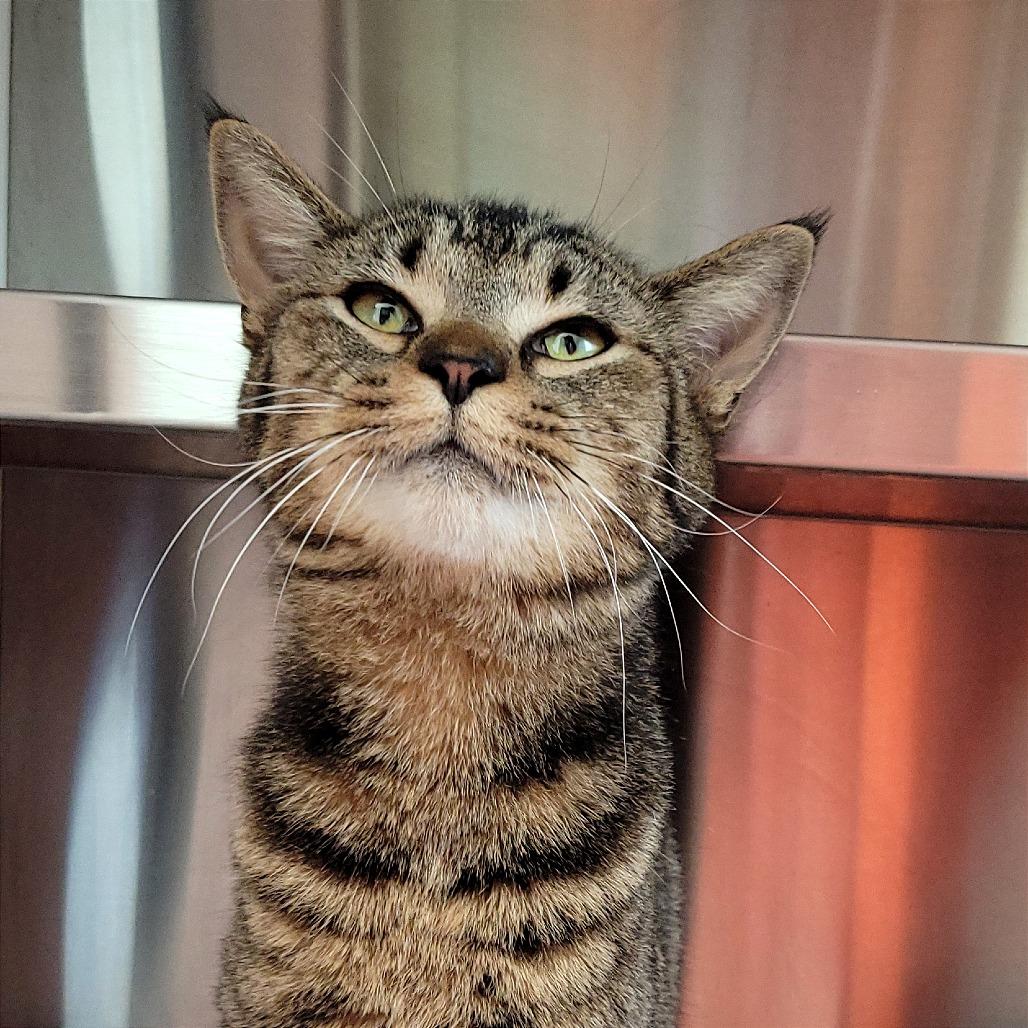 Enlarge Bobbi, a Adoptable Domestic Short Hair in Nashville, IN image 5/6