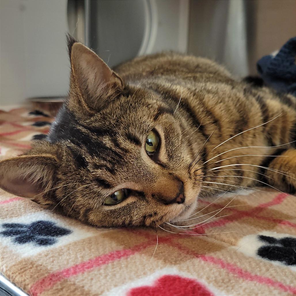 Enlarge Bobbi, a Adoptable Domestic Short Hair in Nashville, IN image 6/6