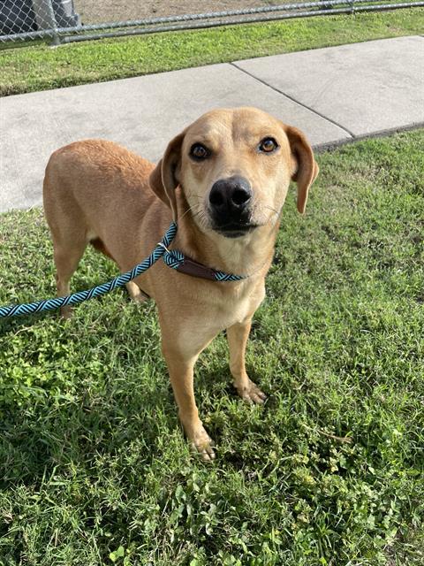 VIXEN, Adoptable, Adult Female Rhodesian Ridgeback & Redbone Coonhound.
