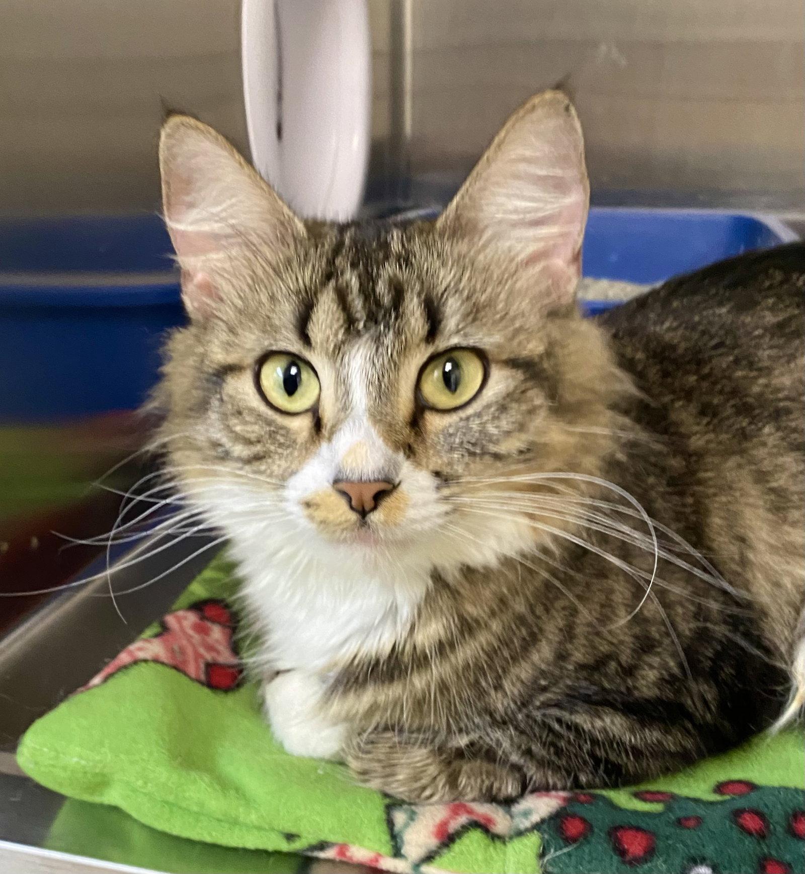 Furancis, Adopted, Adult Female Domestic Medium Hair & Tabby.