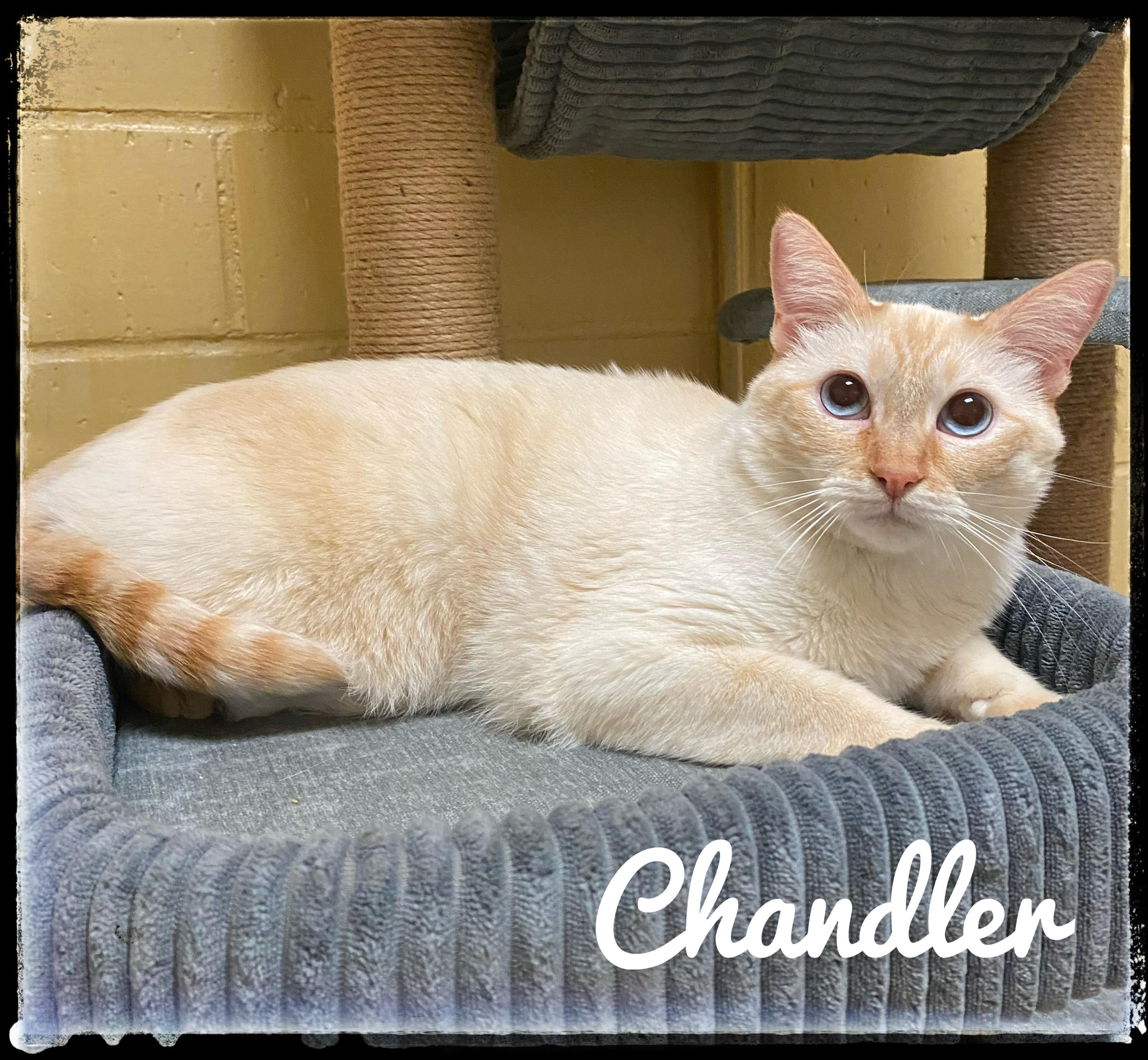 Enlarge Chandler, a Adoptable Siamese in El Cajon, CA image 1/2