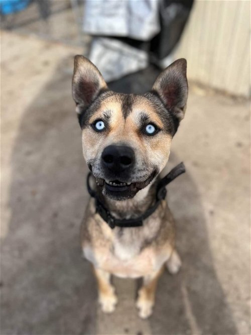 Austero, an adoptable Shepherd, Husky in Napa, CA, 94558 | Photo Image 3