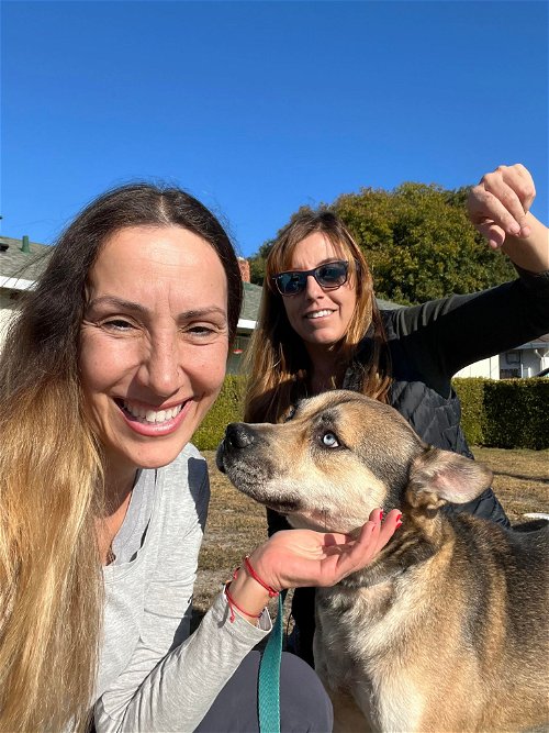 Austero, an adoptable Shepherd, Husky in Napa, CA, 94558 | Photo Image 2
