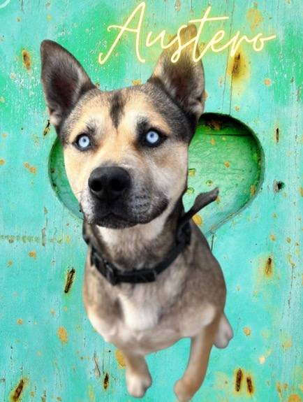Austero, an adoptable Shepherd, Husky in Napa, CA, 94558 | Photo Image 5