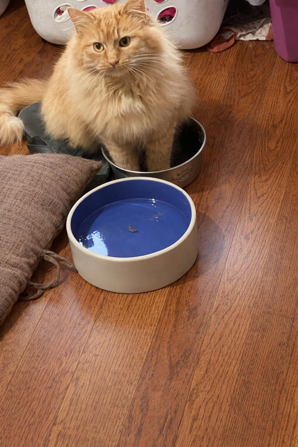 Enlarge Kisses , an adopted Domestic Long Hair in Akron, OH image 3/3