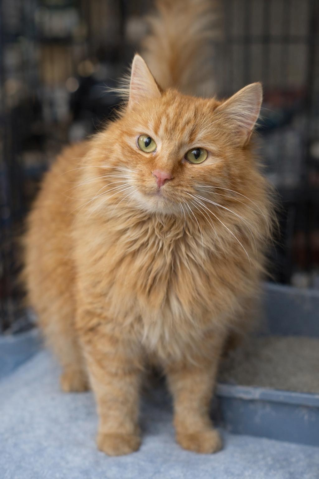 Kisses , adopted, Young Female Domestic Long Hair.