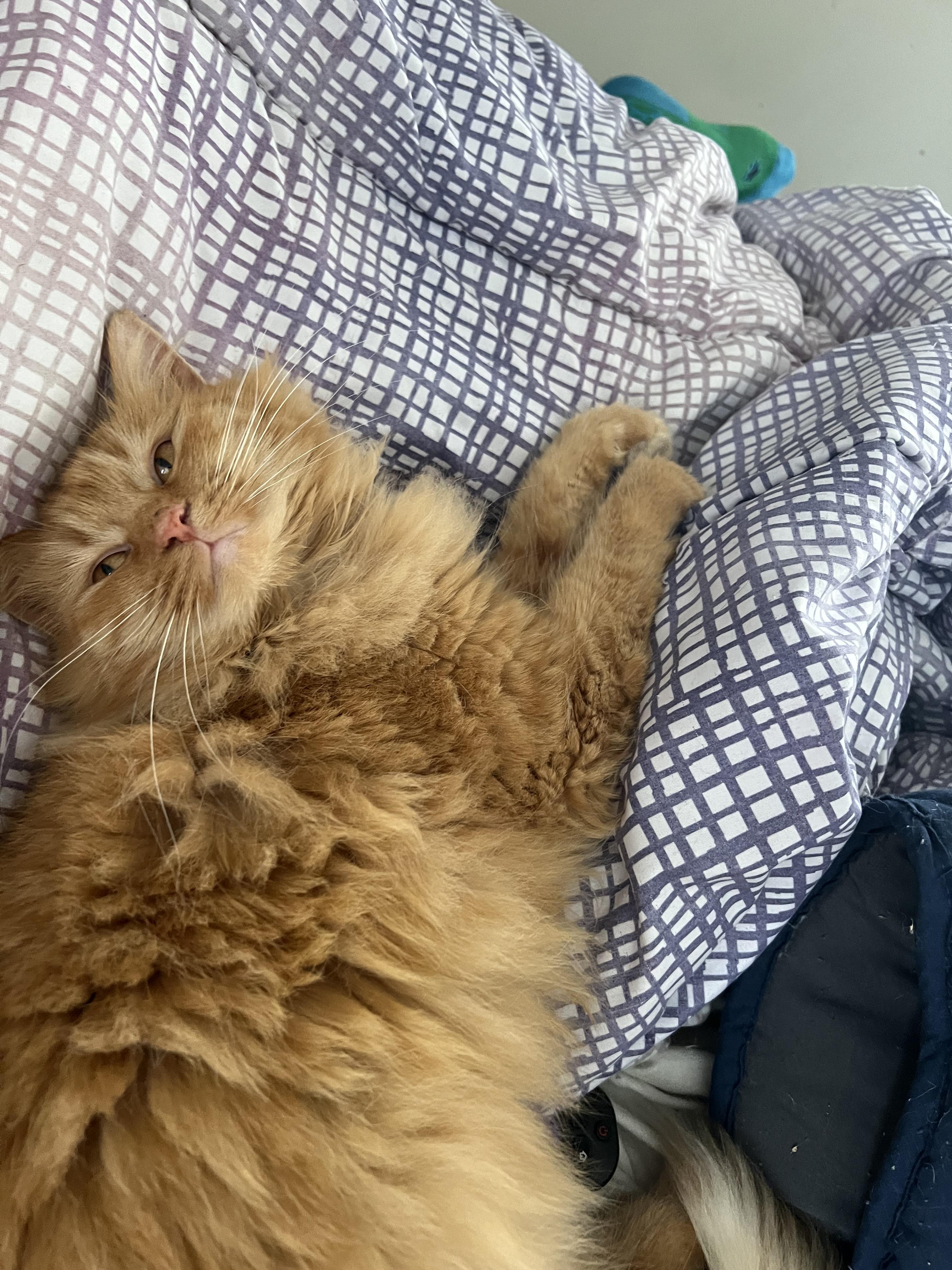 Enlarge Kisses , an adopted Domestic Long Hair in Akron, OH image 2/3