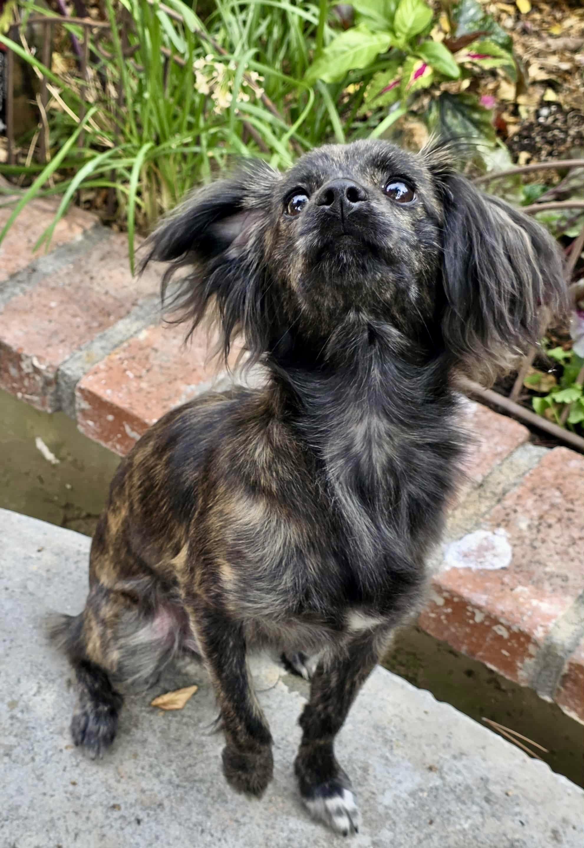 Britt, an adoptable Papillon, Pyrenean Shepherd in Riverside, CA, 92501 | Photo Image 6