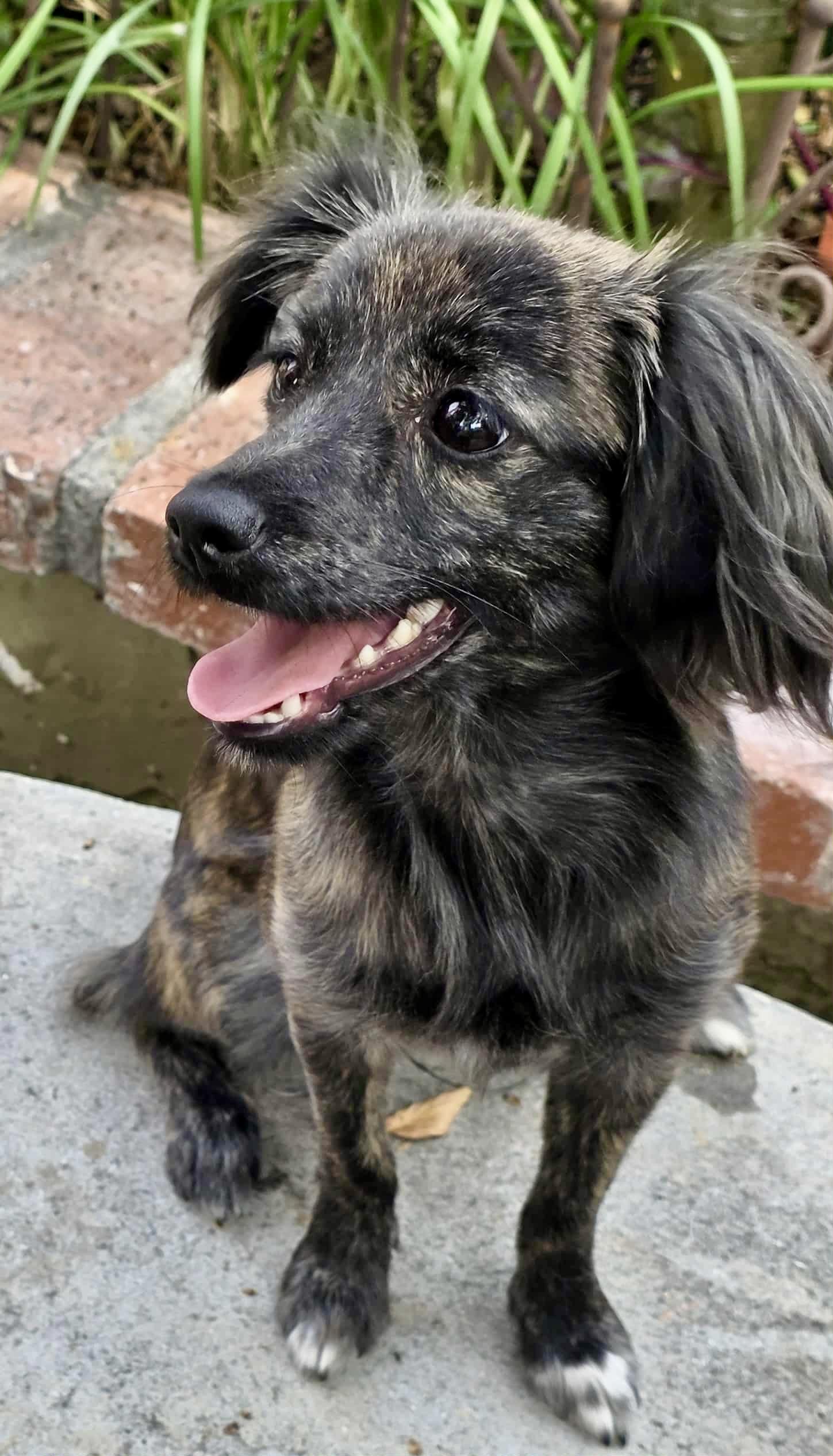 Britt, an adoptable Papillon, Pyrenean Shepherd in Riverside, CA, 92501 | Photo Image 1