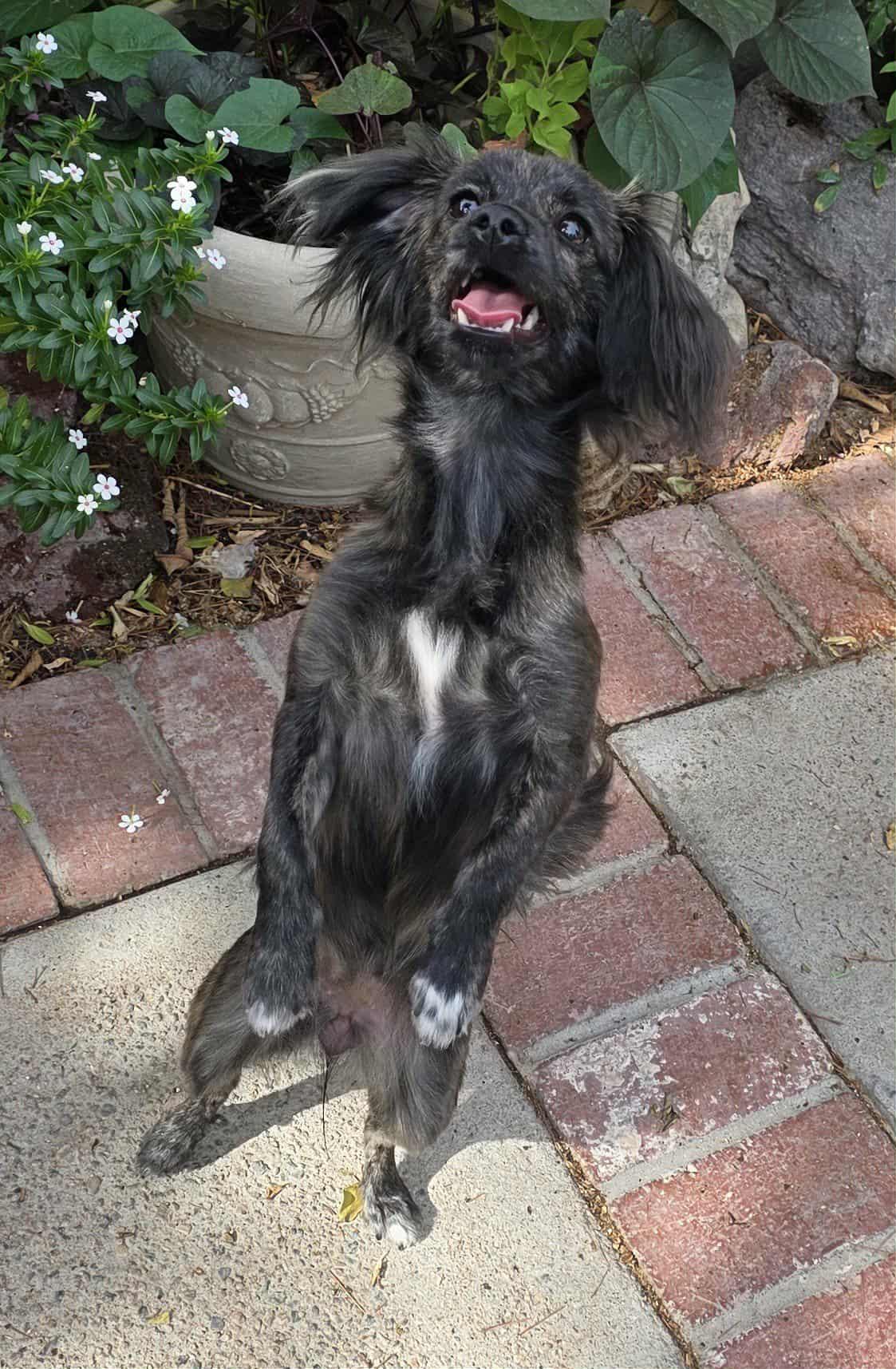 Britt, an adoptable Papillon, Pyrenean Shepherd in Riverside, CA, 92501 | Photo Image 4