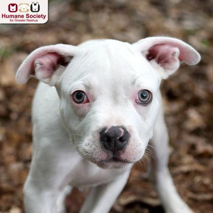 Cloud, ADOPTABLE, Puppy Male Mixed Breed.