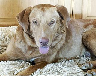 Enlarge Tito, a Adoptable mixed breed in Poway, CA image 4/6