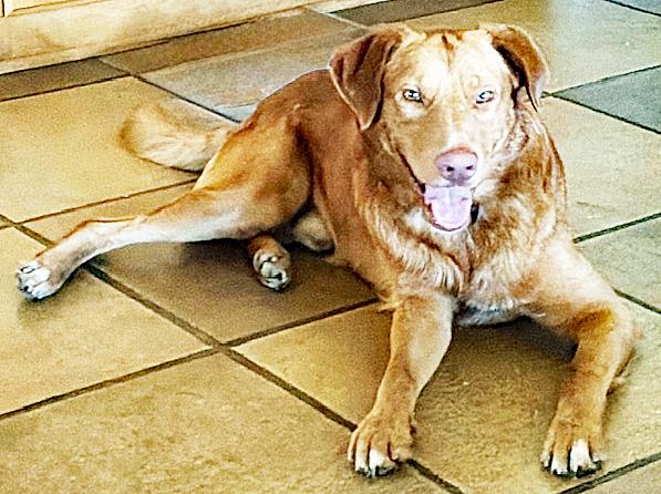 Enlarge Tito, a Adoptable mixed breed in Poway, CA image 6/6
