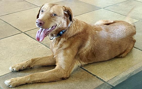 Enlarge Tito, a Adoptable mixed breed in Poway, CA image 5/6