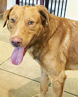 Enlarge Tito, a Adoptable mixed breed in Poway, CA image 3/6