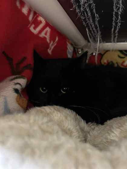 Clyde, Adoptable, Adult Male Domestic Long Hair & Domestic Short Hair.