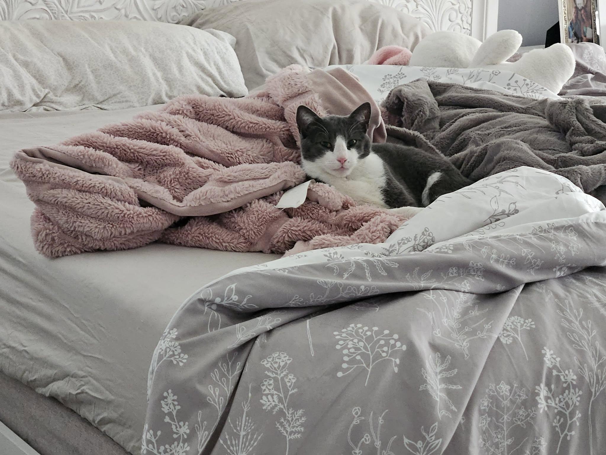 Skip (female), a ADOPTABLE Domestic Short Hair in Woodmere, NY image 2/2