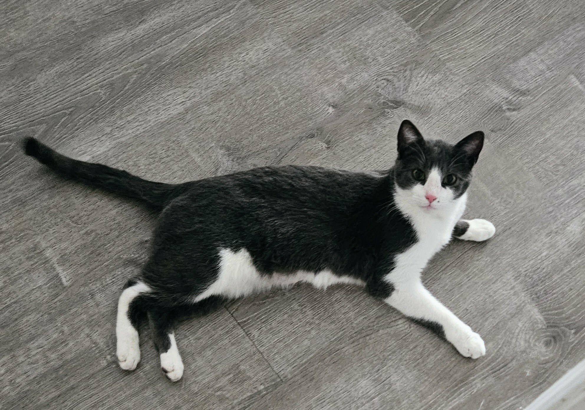 Skip (female), a ADOPTABLE Domestic Short Hair in Woodmere, NY image 1/2