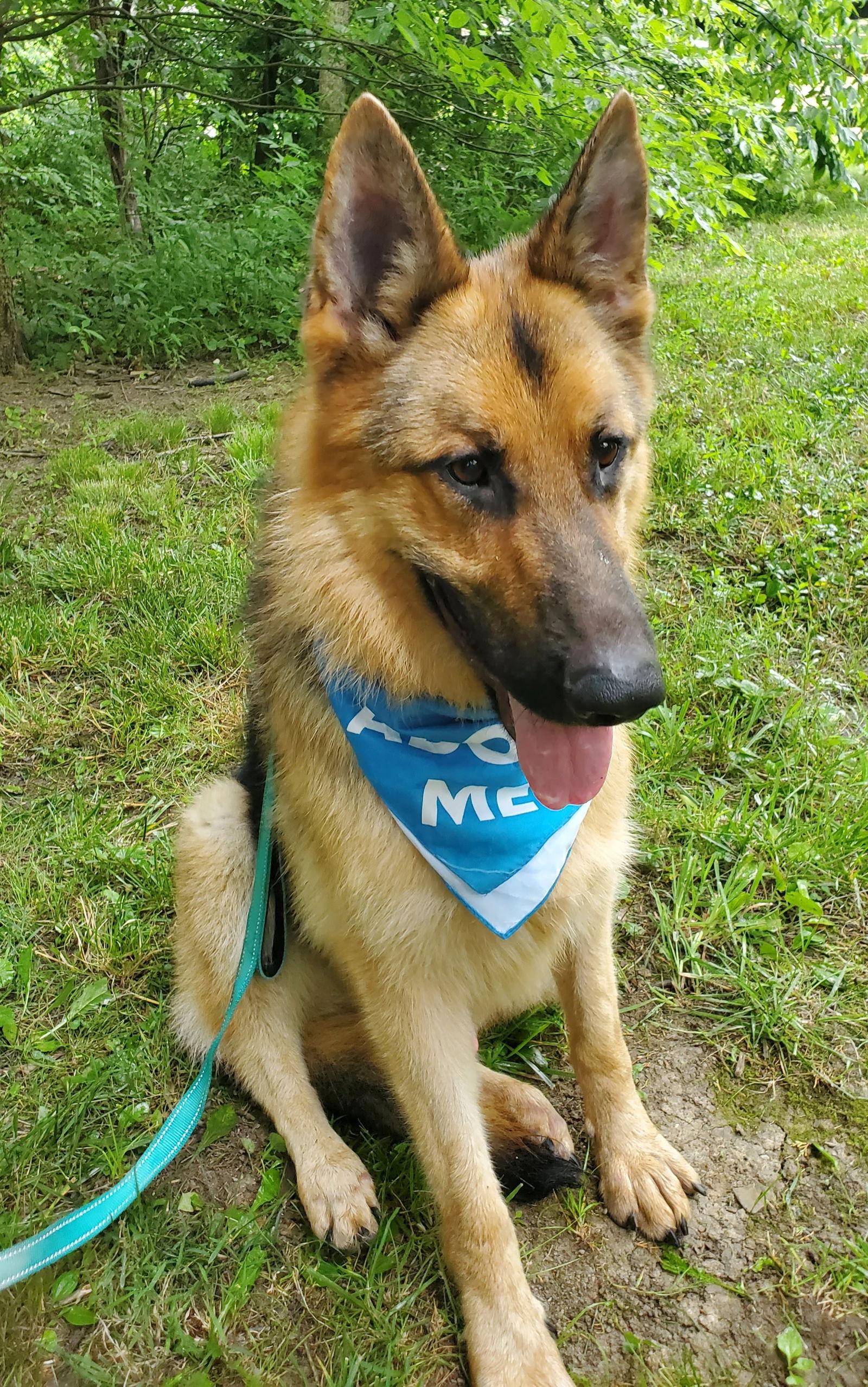 Merv, Adoptable, Adult Male German Shepherd Dog.