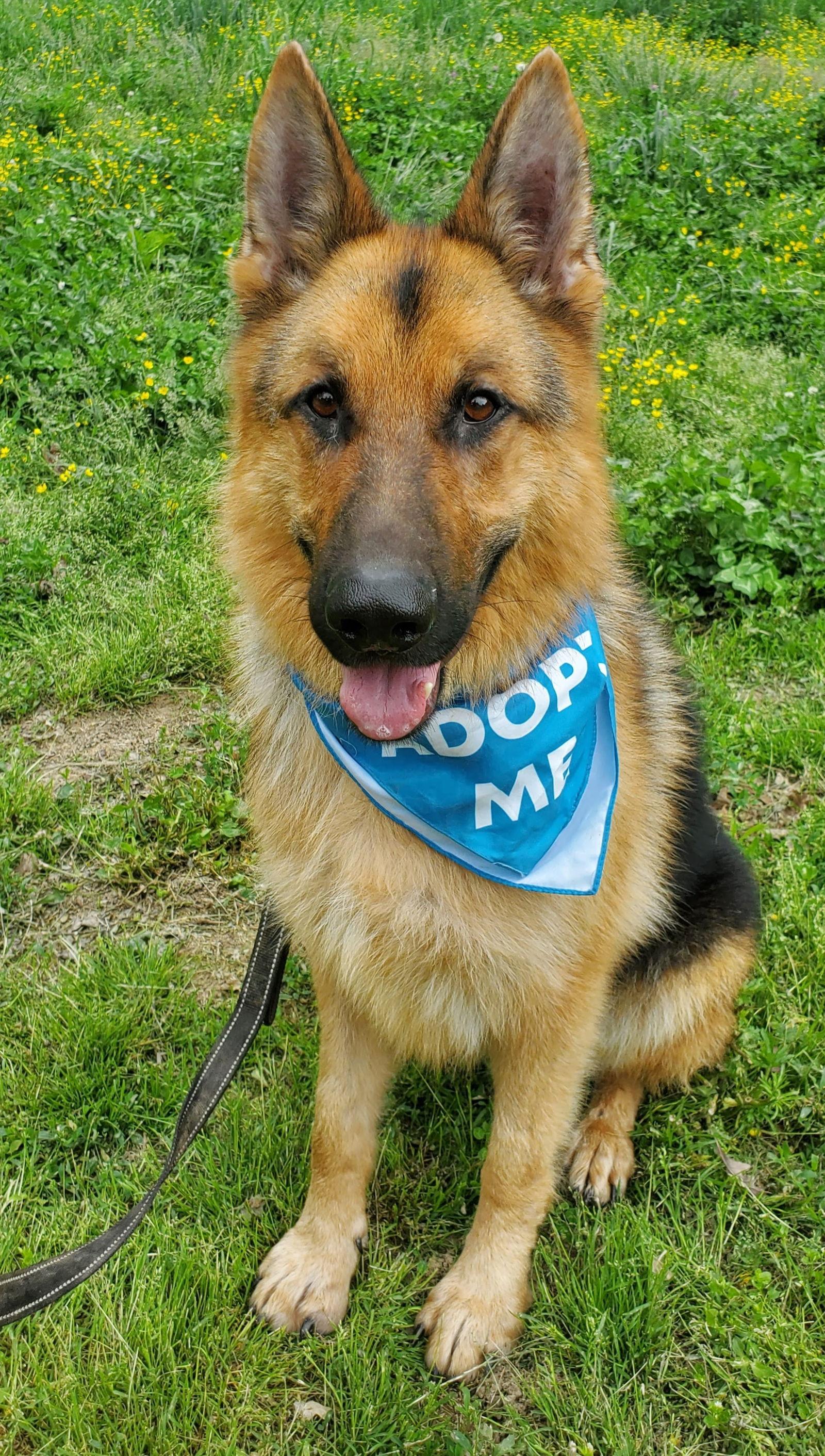 Enlarge Merv, a Adoptable German Shepherd Dog in Louisville, KY image 2/6