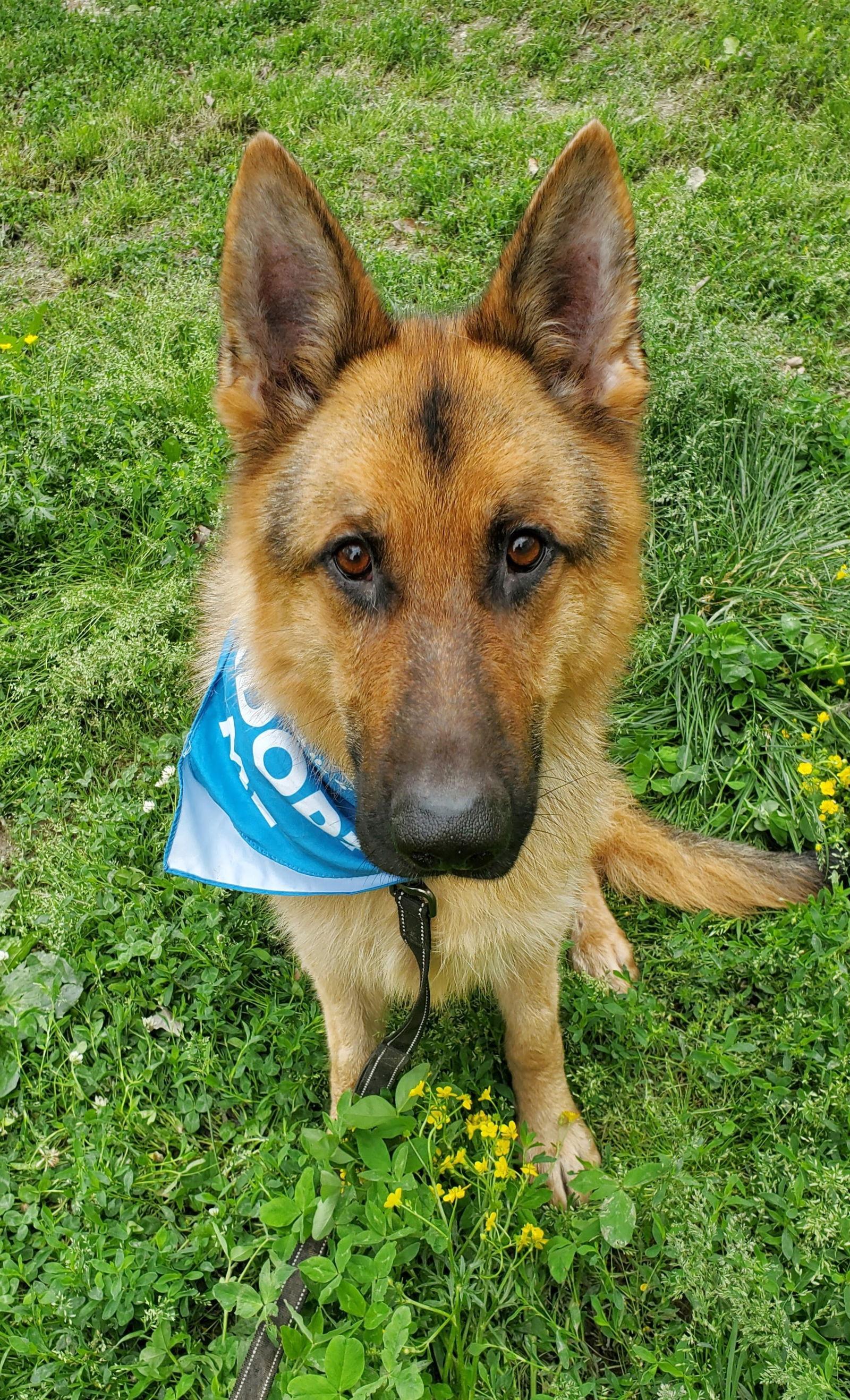 Enlarge Merv, a Adoptable German Shepherd Dog in Louisville, KY image 3/6