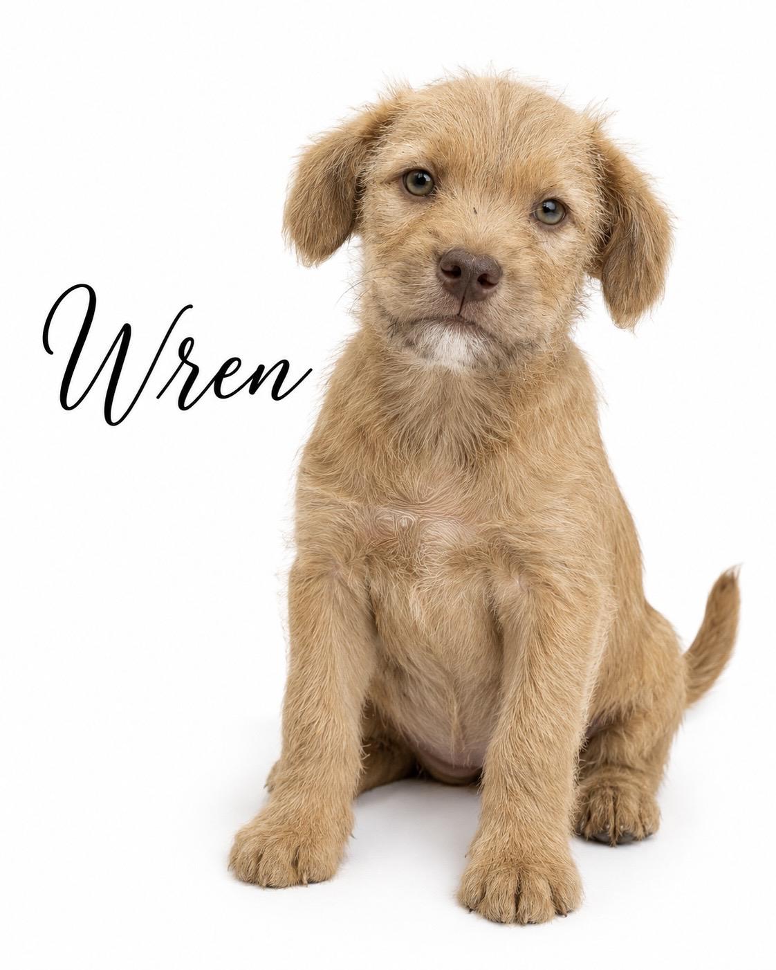 Enlarge Wren, a Adoptable mixed breed in SYLVANIA, GA image 1/1