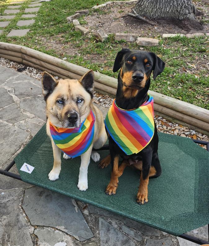 Enlarge Sugar Sugar, an adopted mixed breed in Houston, TX image 2/5