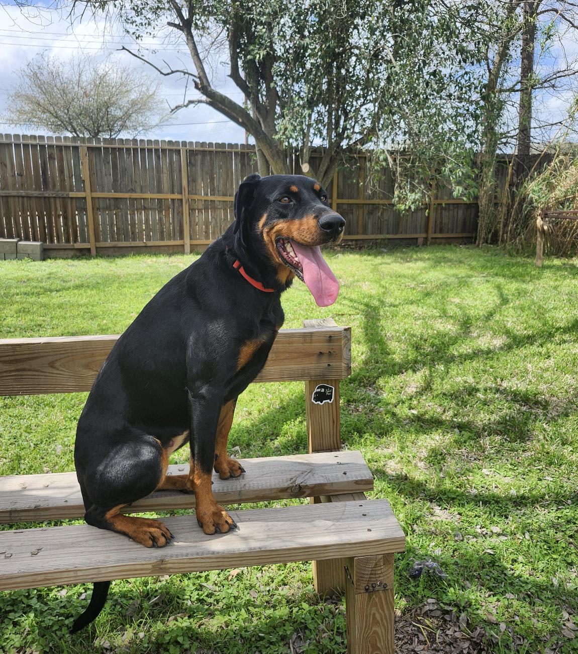 Enlarge Sugar Sugar, an adopted mixed breed in Houston, TX image 4/5