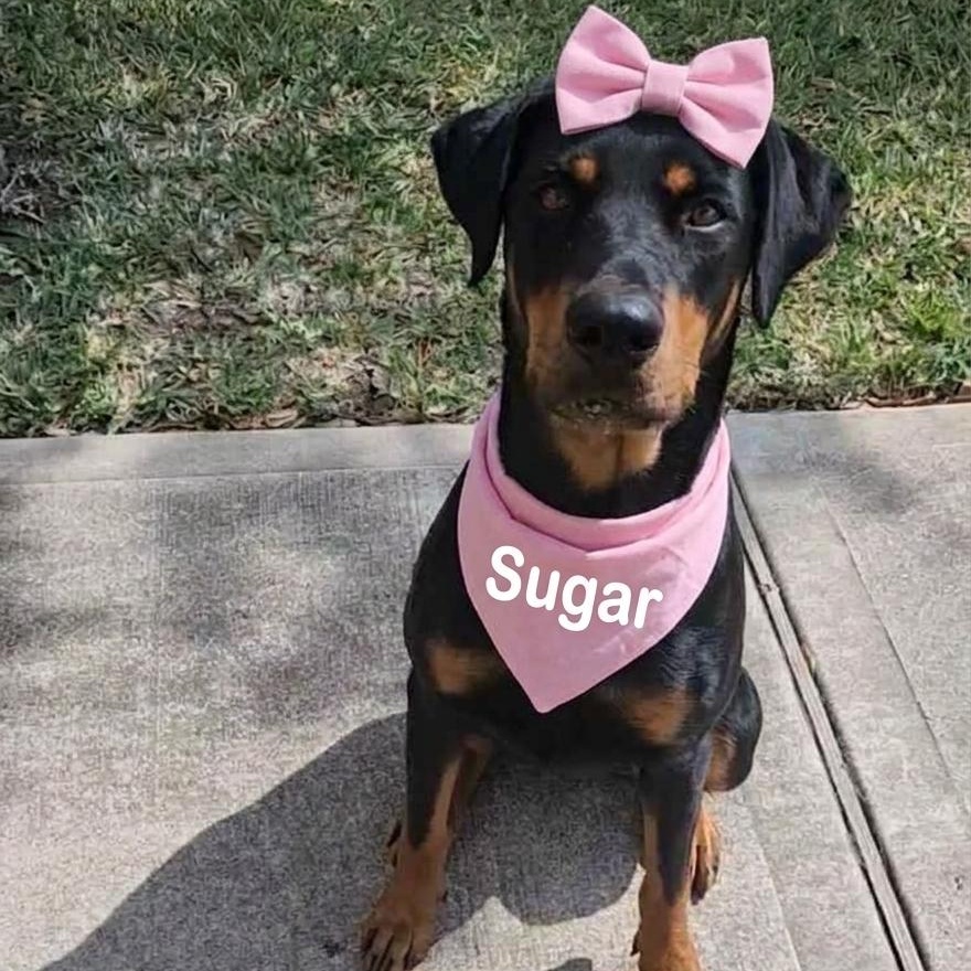 Sugar Sugar, adopted, Adult Female Doberman Pinscher.