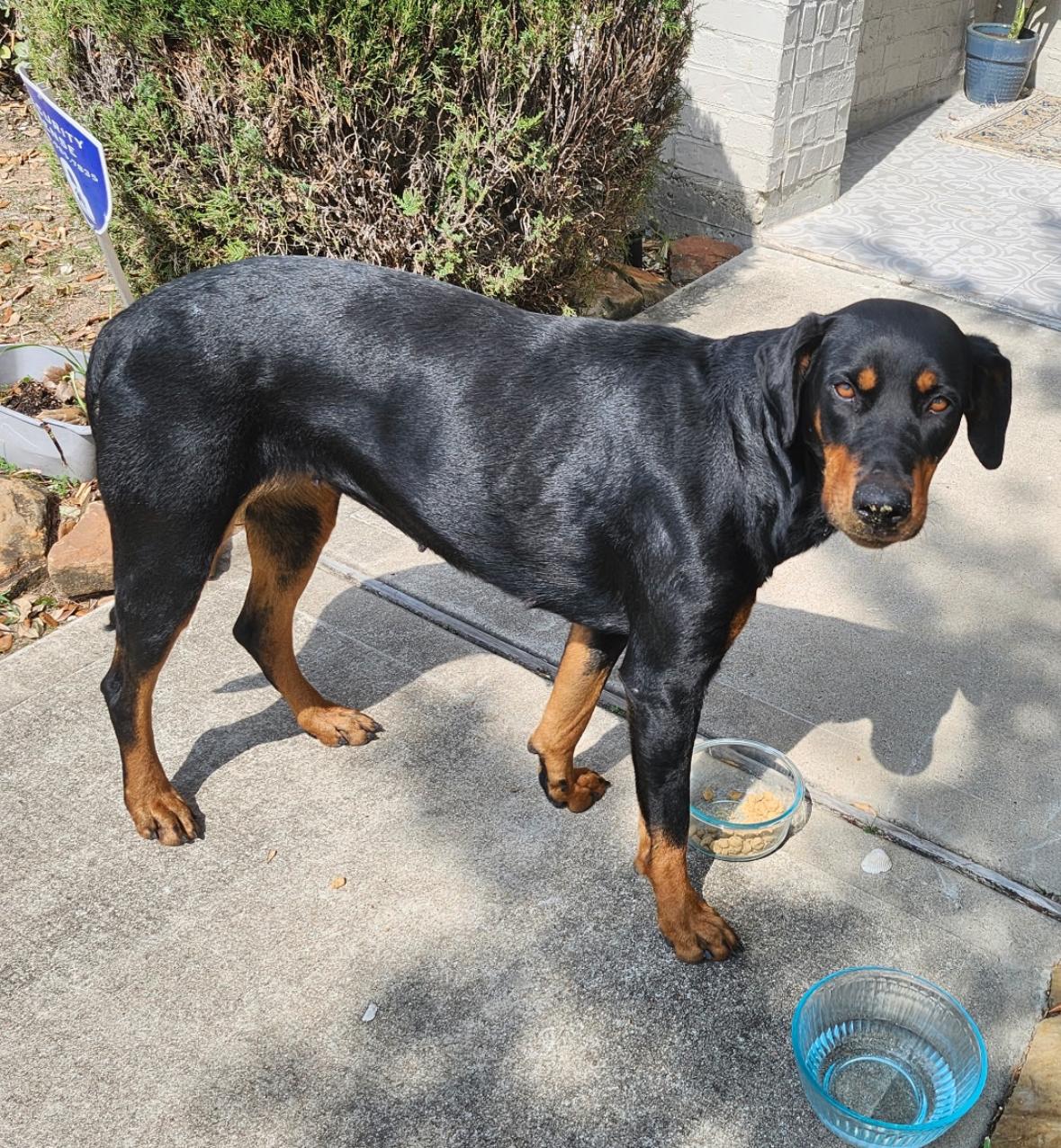 Enlarge Sugar Sugar, an adopted mixed breed in Houston, TX image 5/5