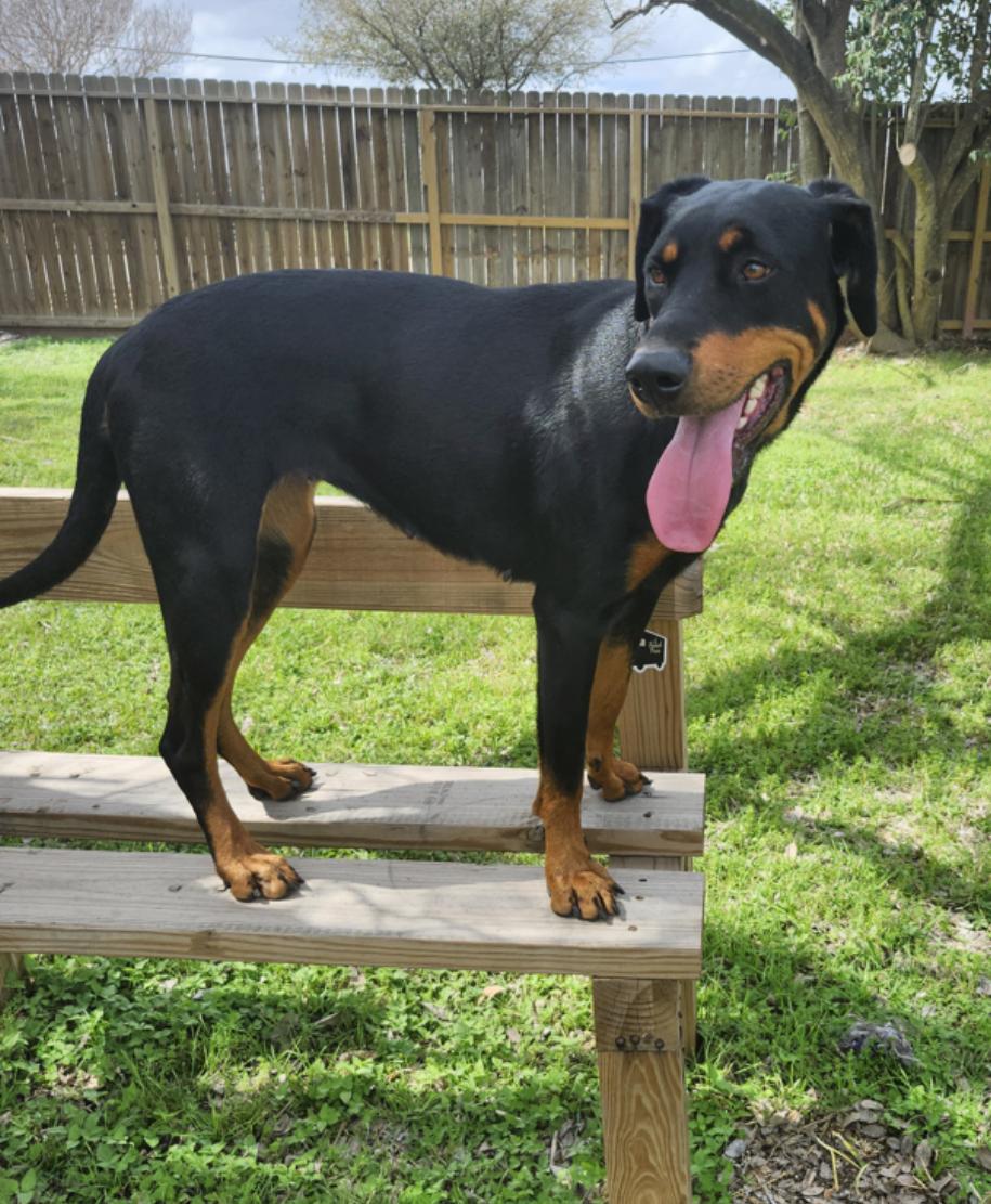 Enlarge Sugar Sugar, an adopted mixed breed in Houston, TX image 3/5