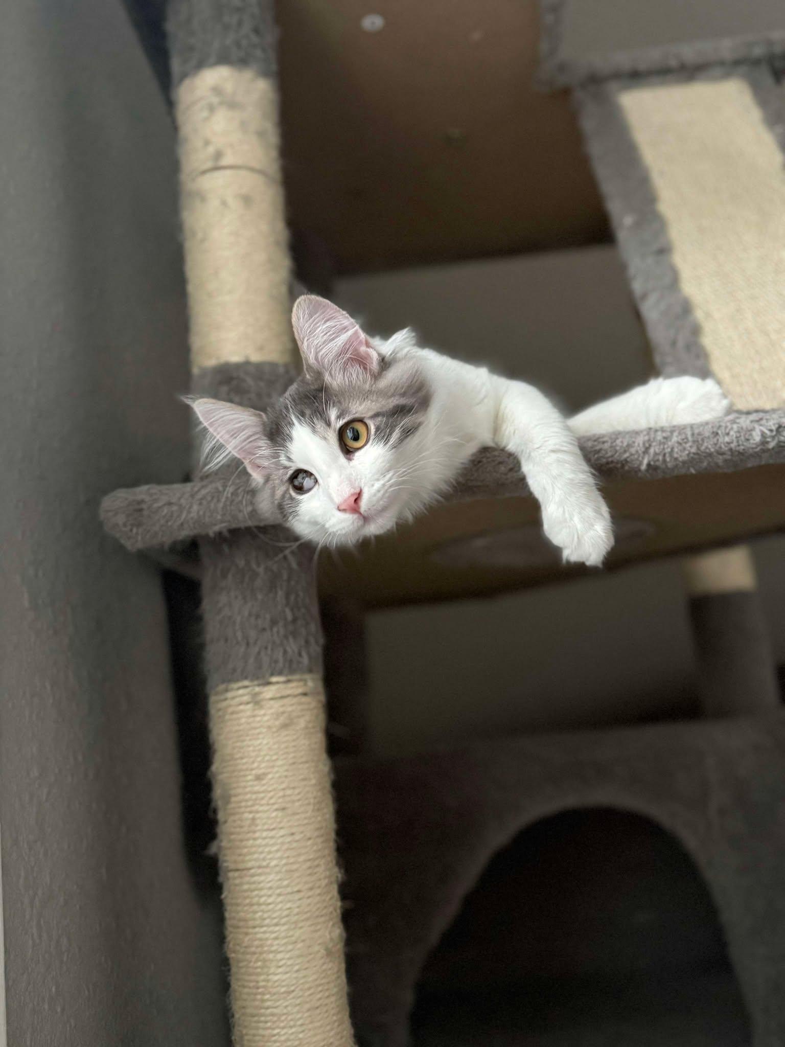 FRANKIE, an adoptable Domestic Medium Hair in Grand Forks, ND, 58203 | Photo Image 4