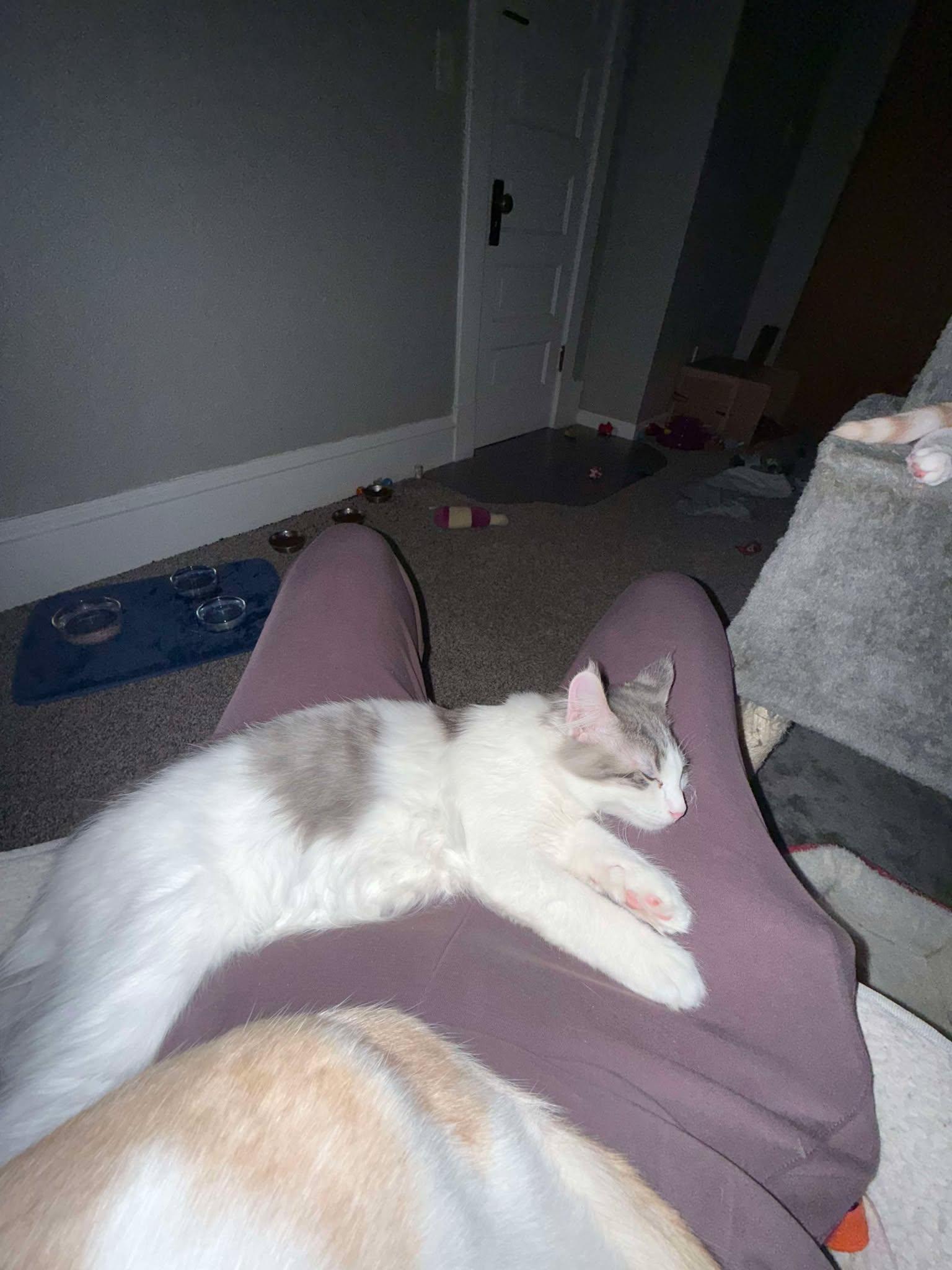 FRANKIE, an adoptable Domestic Medium Hair in Grand Forks, ND, 58203 | Photo Image 1