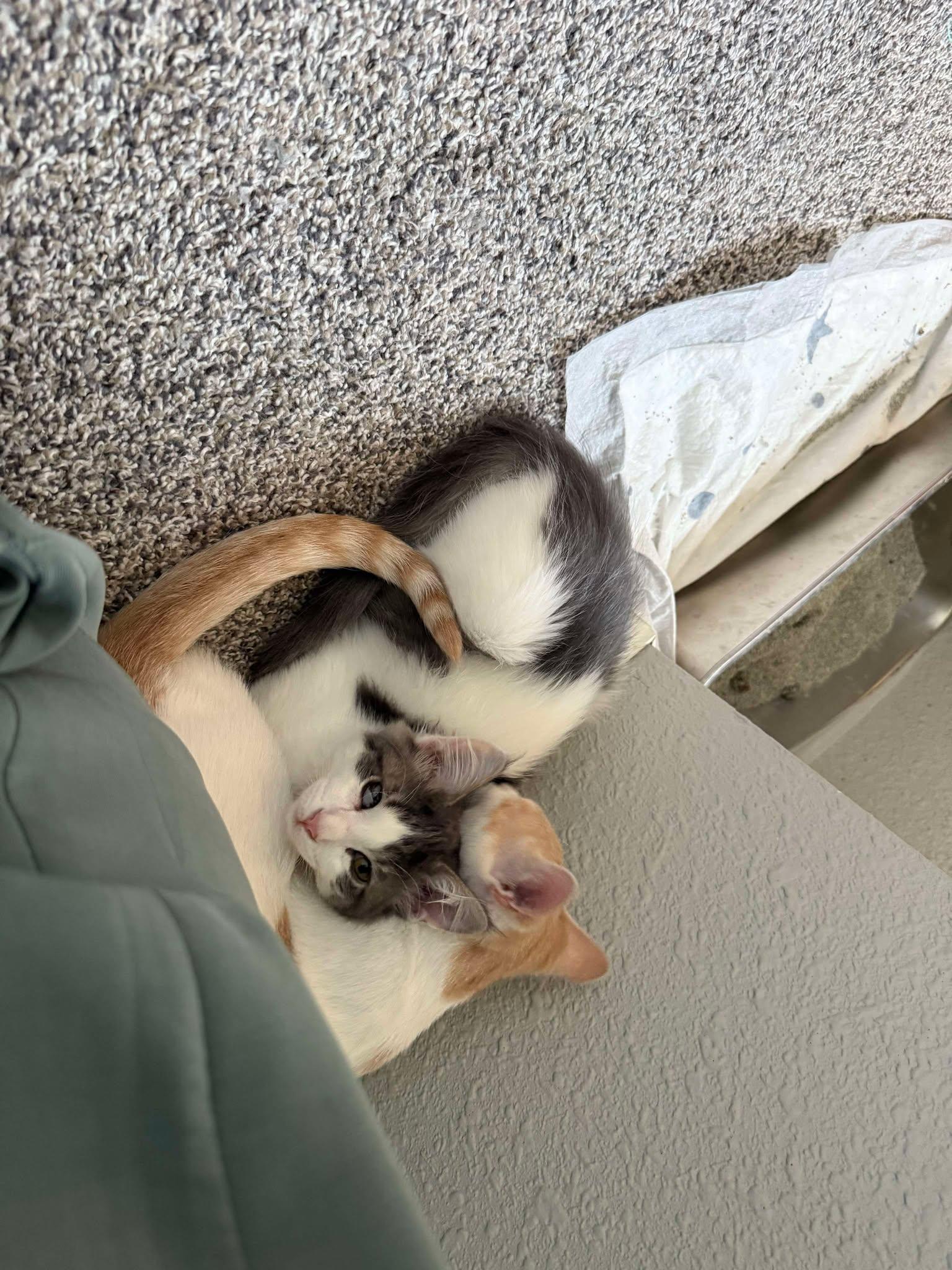 FRANKIE, an adoptable Domestic Medium Hair in Grand Forks, ND, 58203 | Photo Image 6