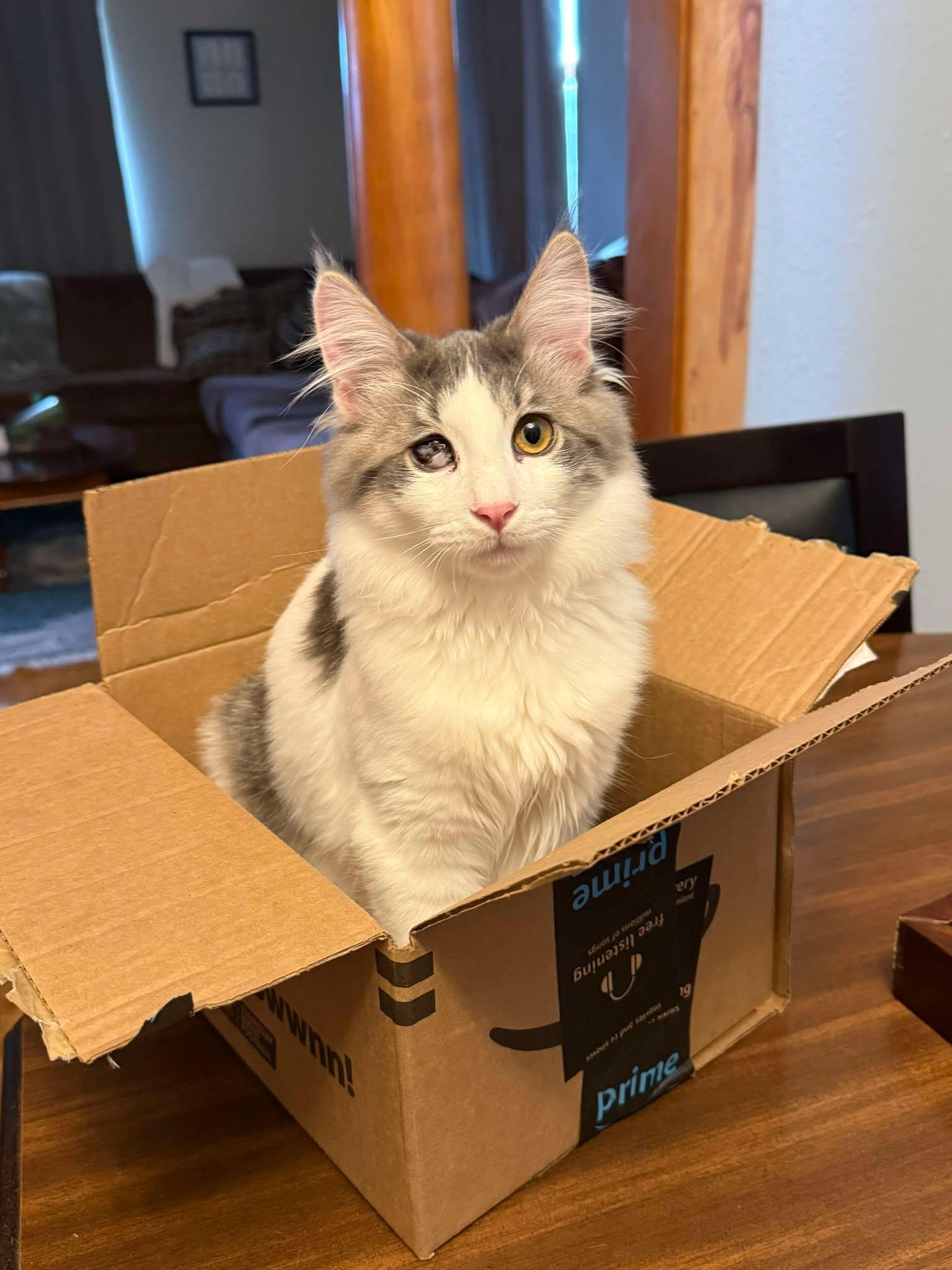 FRANKIE, an adoptable Domestic Medium Hair in Grand Forks, ND, 58203 | Photo Image 5